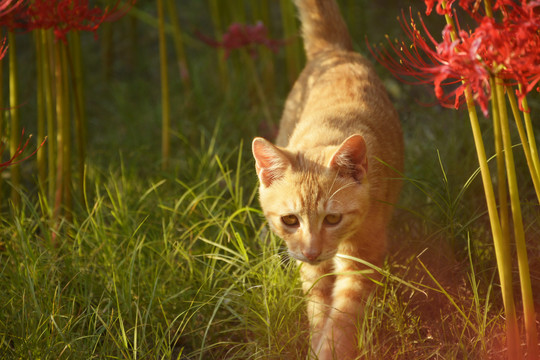 花丛小橘猫