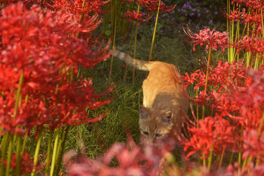 花间猫