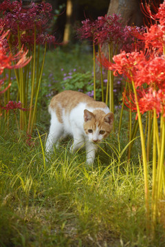 彼岸花与流浪猫