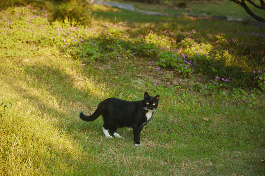 一只黑猫