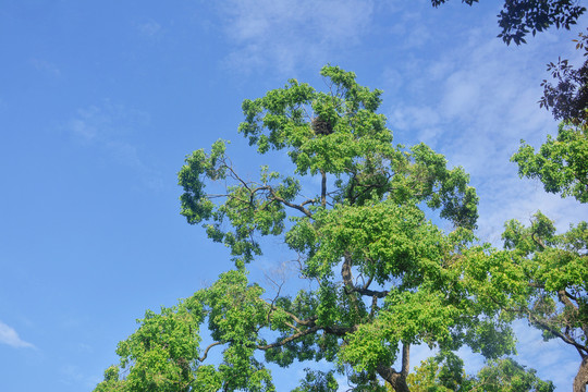 蓝天与绿树