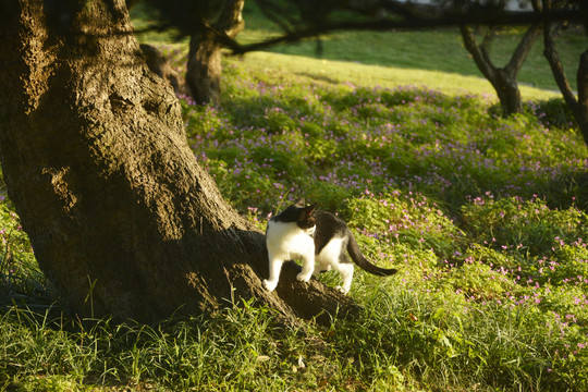 阳光与野猫