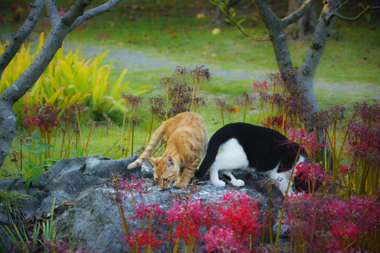 两只觅食的流浪猫