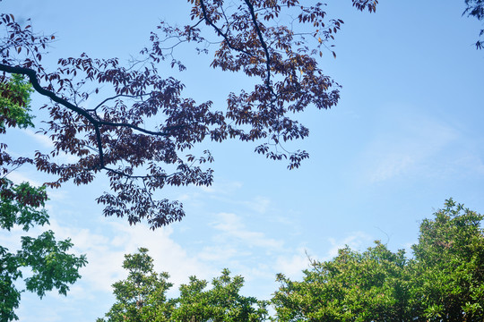 树枝与天空