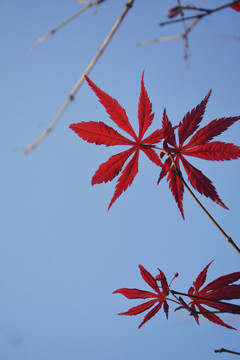 红枫叶