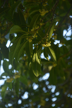 桂花