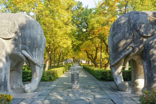 明孝陵石象路秋景