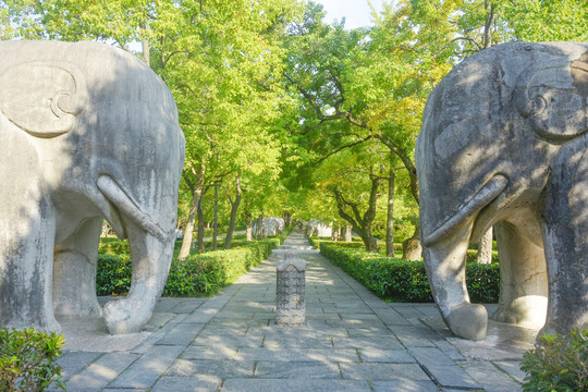 明孝陵石象路秋景