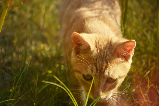 可爱小橘猫