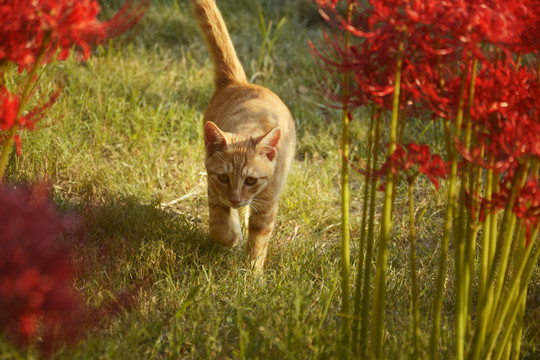 彼岸花与小橘猫