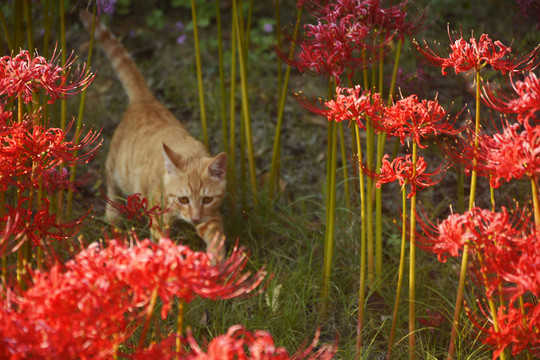 彼岸花里的小橘猫