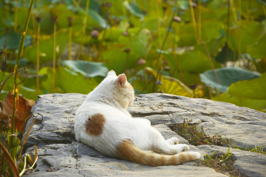 悠然自得的猫