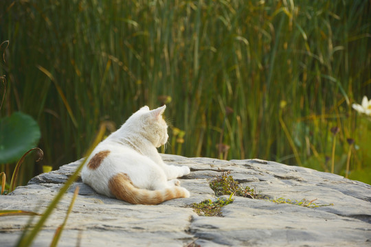 一只休息的猫