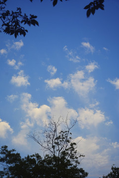 树枝与天空云景