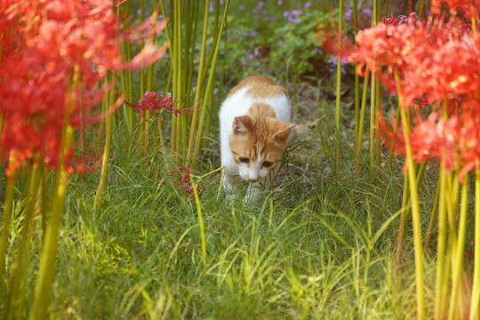 花间猫