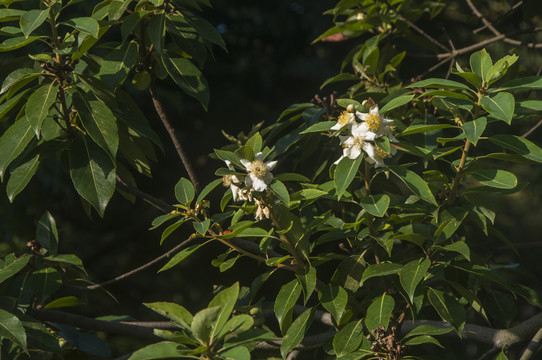 木荷花枝绿叶