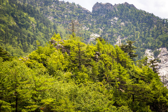 秦岭山