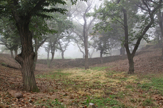 晨雾中的小树林