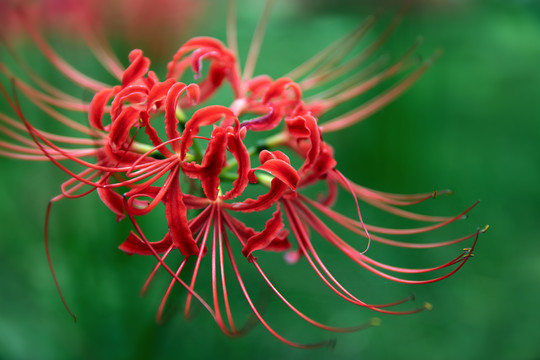 石蒜花彼岸花开特写