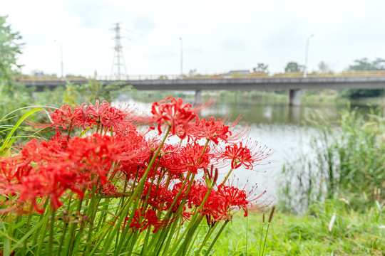 彼岸花开石蒜花