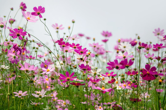 格桑花花海背景