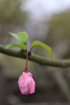 雨后的花