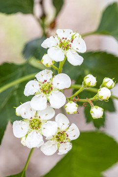 山楂花