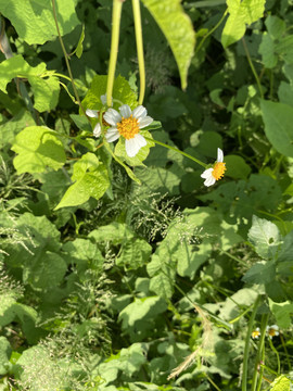 野菊花