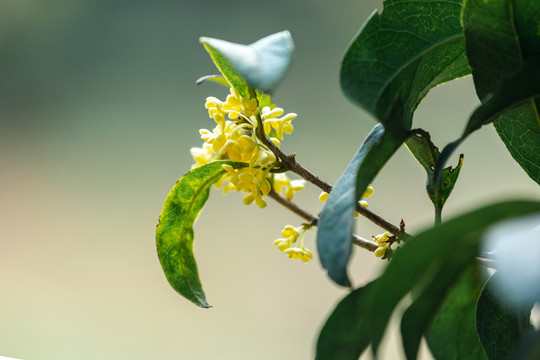 干净背景下桂花