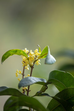 干净背景下桂花桂花