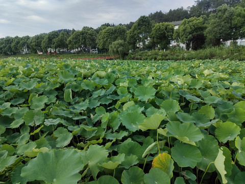 荷花池