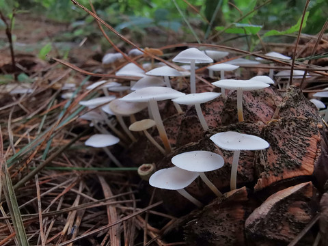 白色小蘑菇
