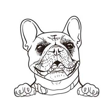 黑白斗牛犬簡(jiǎn)筆畫