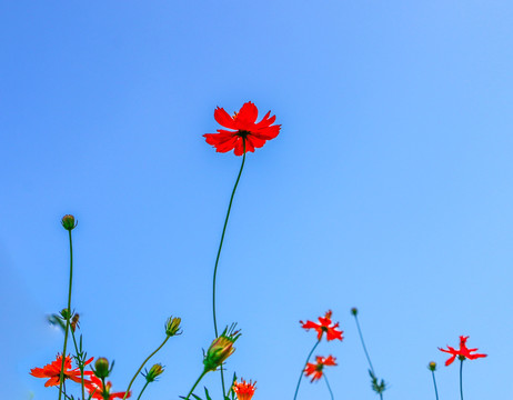 花草