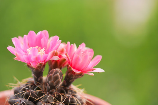 仙人球花