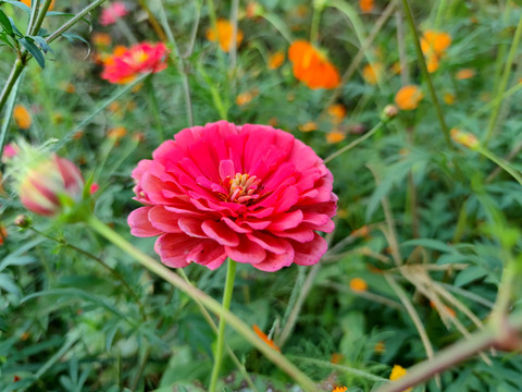 多层波斯菊花漂亮的花朵