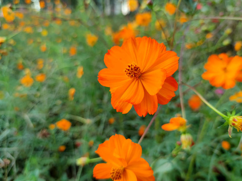 波斯菊花野花格桑花