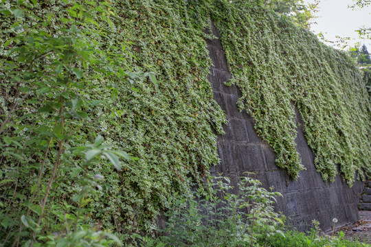 棠樾村藤蔓植物墙