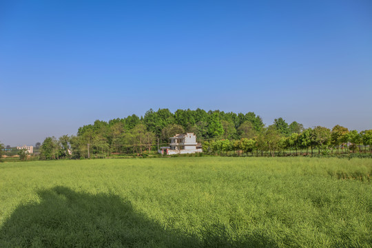 棠樾村田园风光