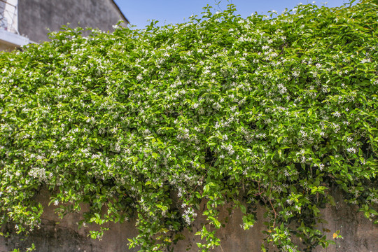 棠樾村植物墙