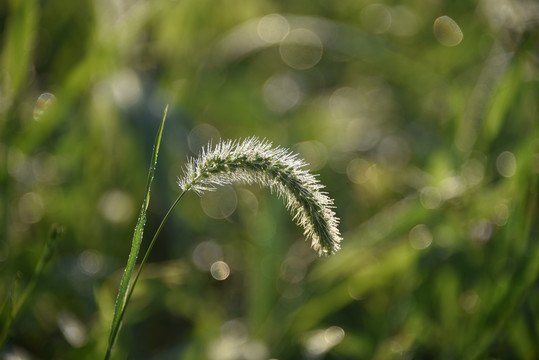 狗尾草