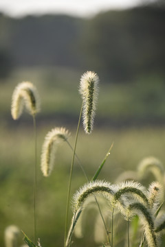 狗尾草