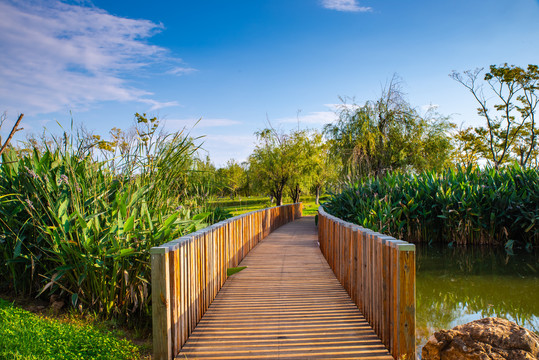 湿地小木桥