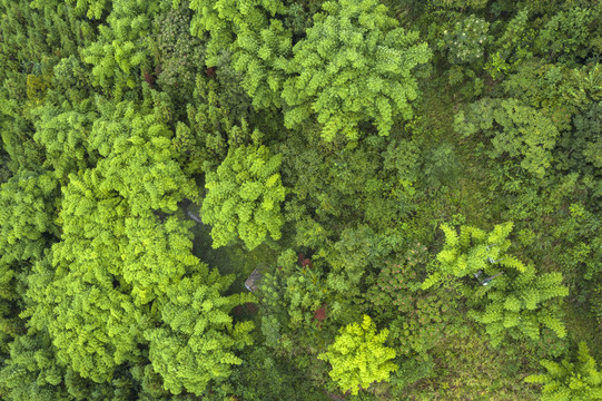 生态竹林