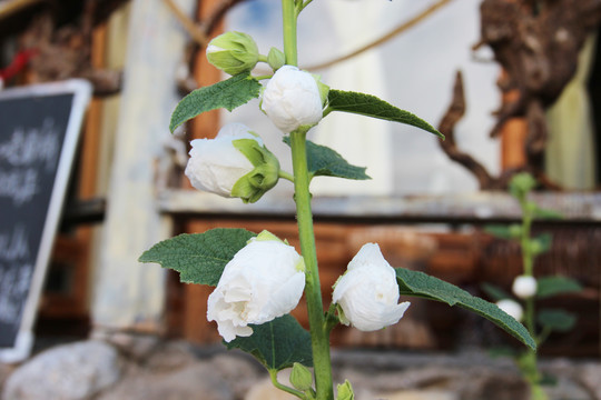 白色蜀葵花