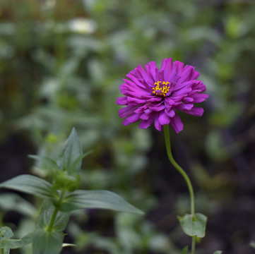 玫红色的百日菊