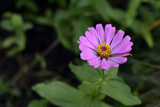 粉红色的百日菊