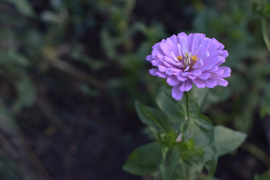 粉红色的百日菊