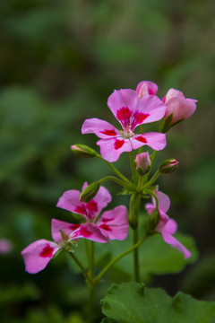 鲜花