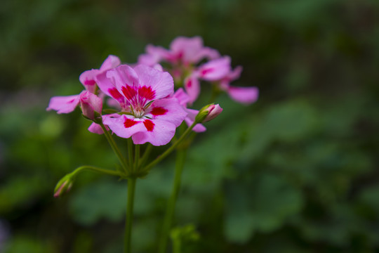 鲜花